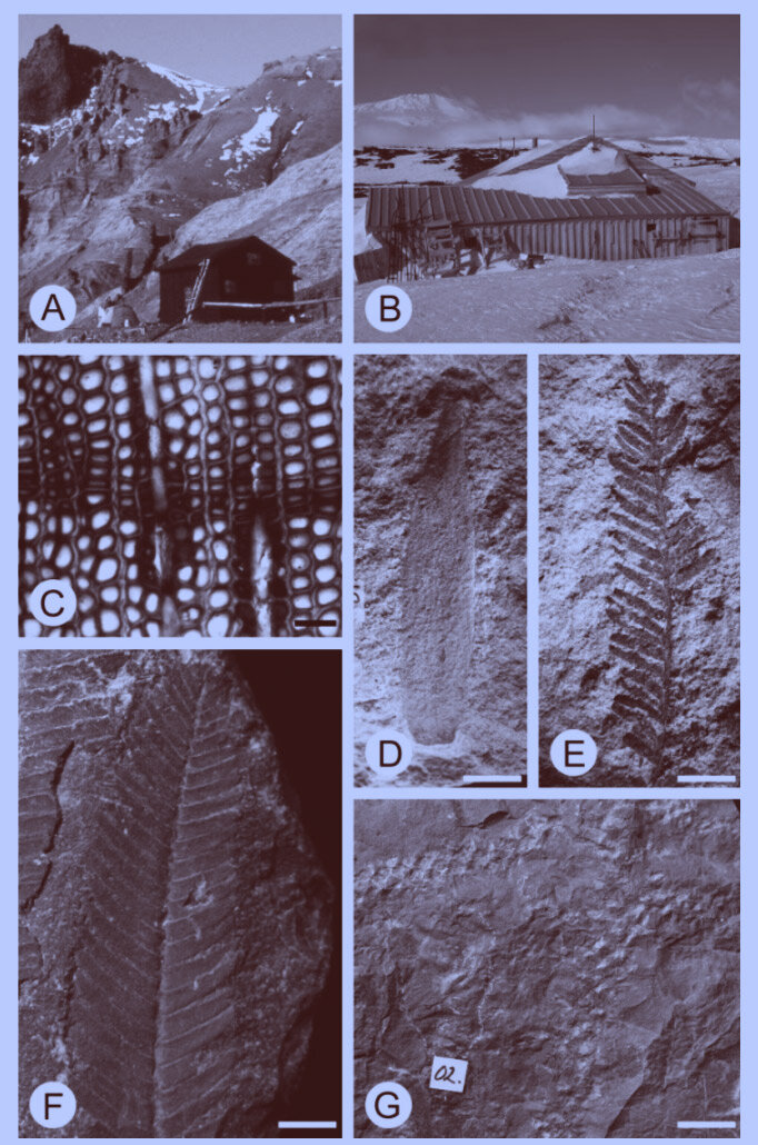 Исторические антарктические базы и коллекции ископаемых растений. A. Шведская южнополярная экспедиция 1901–1903 годов. База на острове Сноу-Хилл. Экспедиция Норденшельда обнаружила юрскую, меловую и неогеновую флору на севере Антарктического полуострова. B. Британская антарктическая экспедиция (экспедиция Terra Nova) 1911–1913 годов с горой Эребус на заднем плане. Полярная партия собрала 16 килограмм породы, наиболее ценной находкой стали образцы Glossopteris. C — G. Примеры материалов, собранных членами шведской южнополярной экспедиции: C — тонкий срез ископаемого дерева, описанный как Araucarioxylon pseudoparenchymatosum; D — лист Araucaria imponens из палеоцена острова Сеймур; E — Elatocladus heterophylla из верхнего мела острова Сноу-Хилл; F — Otozamites hislopii из залива Надежды; G — Pagiophyllum feistmanteli из залива Надежды. Масштаб: C = 50 микрометров, D–G = 1 сантиметр.

Cantrill and Poole, 2012
