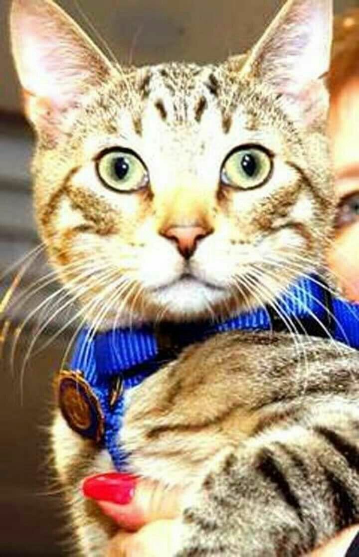 Кот Фред. Источник фото: Яндекс-картинки