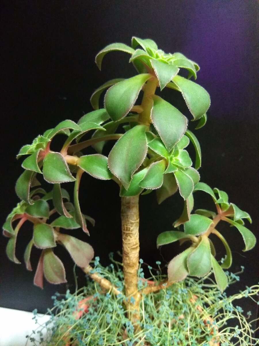 Aeonium decorum из личной коллекции