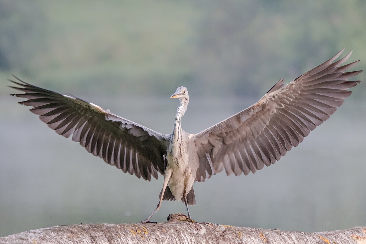 Вооот такую плотву вчера поймала! Фотограф: Дмитрий Вилюнов