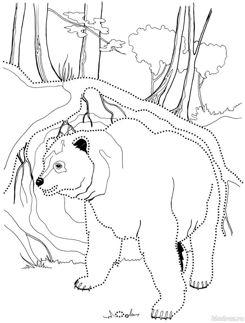 Раскраска Дикие животные в лесу