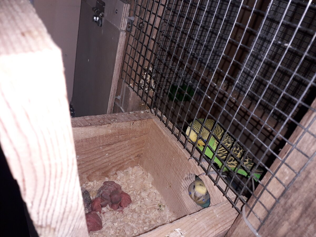 Птенцы волнистых попугаев с родителями 