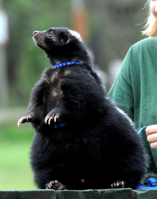 Домашний скунс мистер Бамбл, его размер вдвое больше обычного и вес составляет 14 кг.