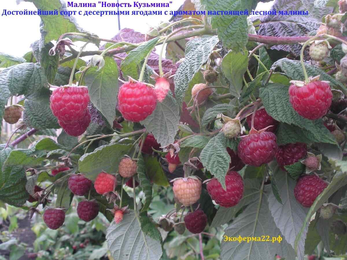 Малина "Новость Кузьмина" - жемчужина коллекции