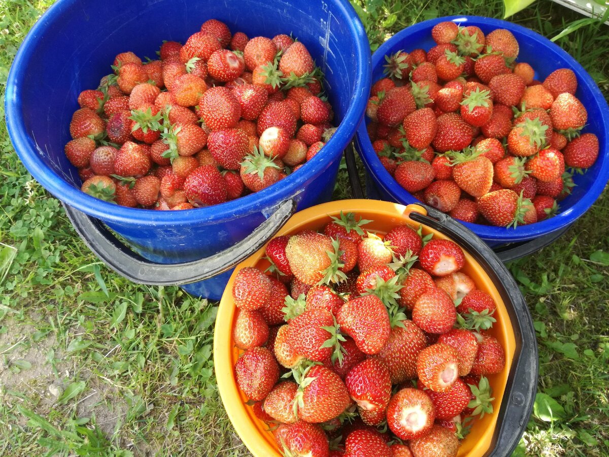 Июнь 2019 года. Засуха. Ягоды  сняты чуть недозревшими - мы уезжаем, а непрошенным гостям клубники не оставляем.