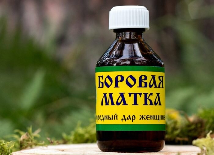 Настойка боровой матки полезна для женского здоровья