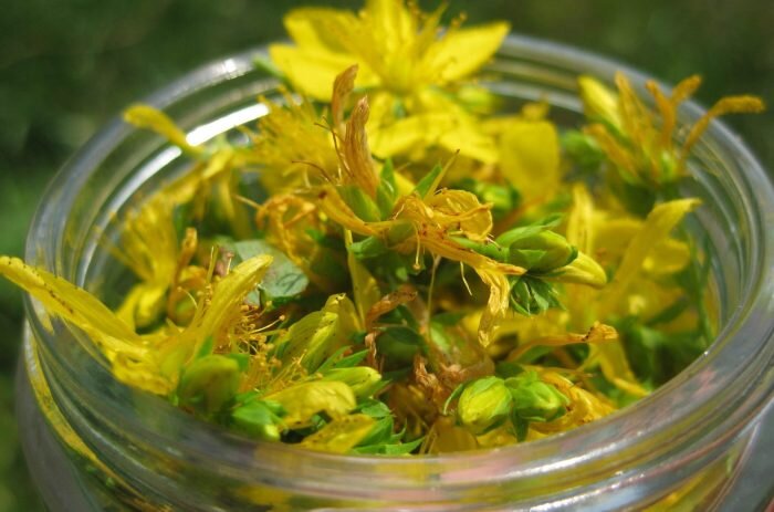 Для приготовления настойки используют траву зверобоя