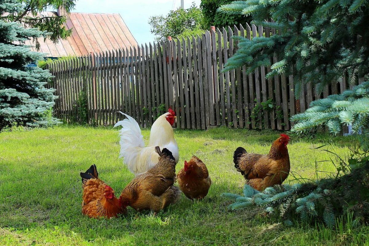 Загородная жизнь