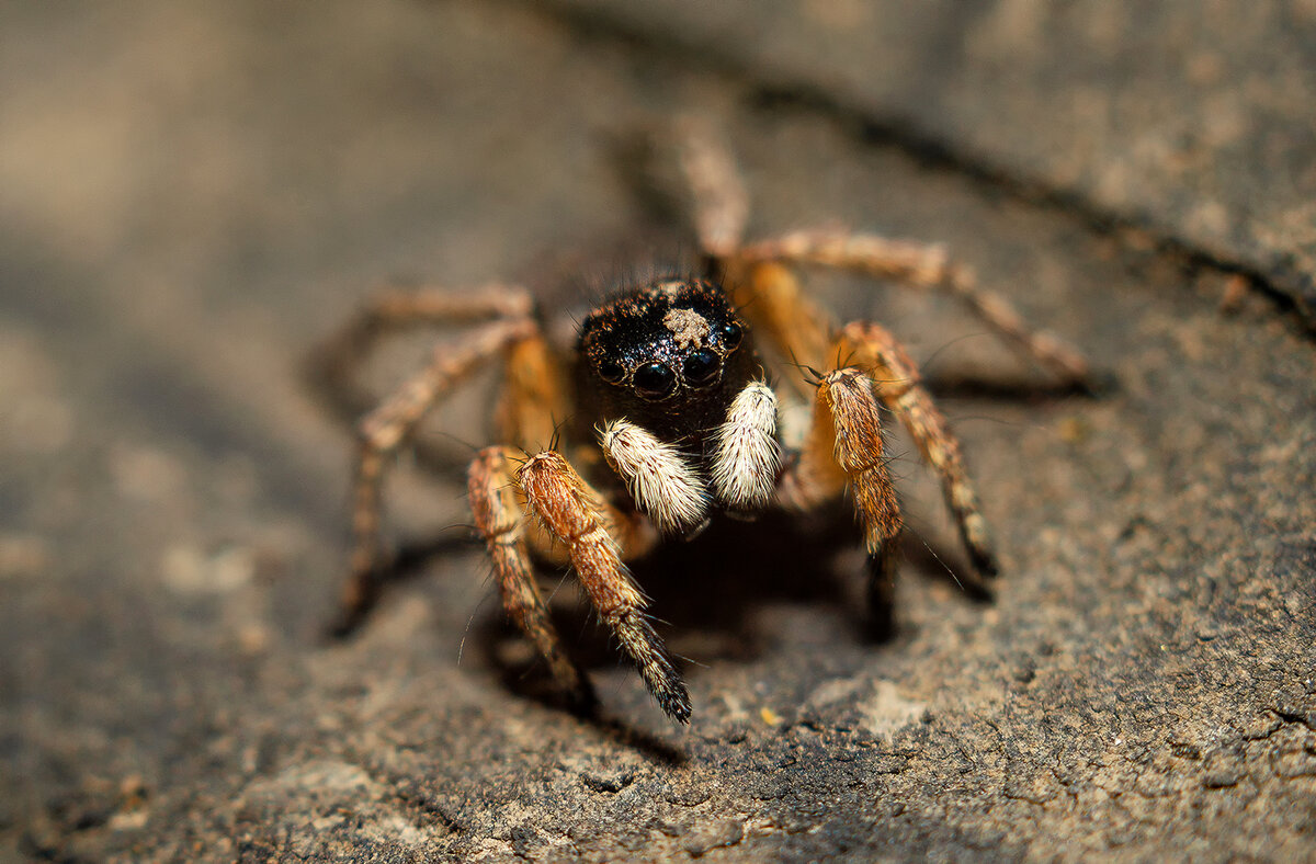 Nikon D7000+Nikkor micro 55 3.5 паук-скакун