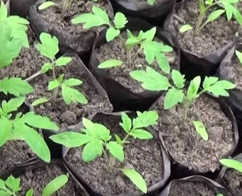 Классический способ — выращивание в рассадных ящиках или других емкостях, при таком способе рассаде нужна пикировка.