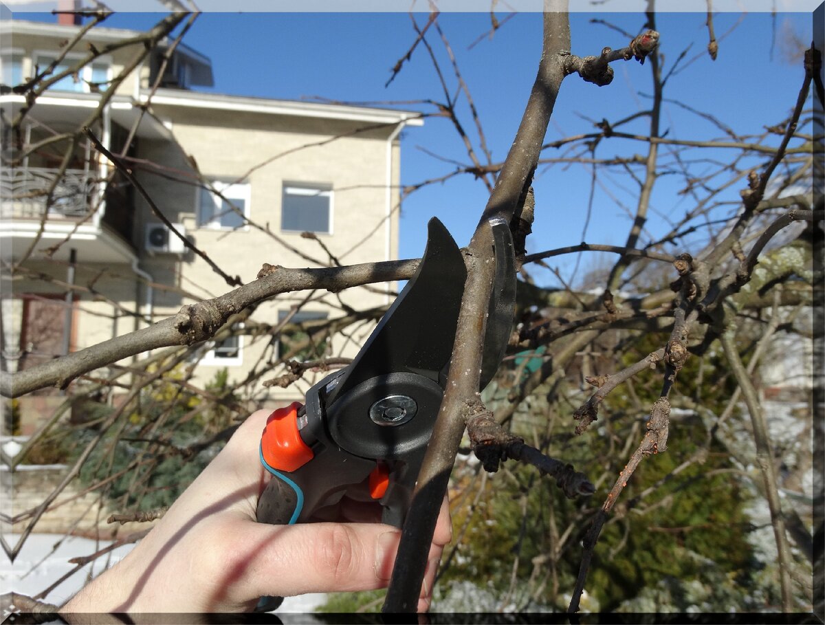 Удаление свисающей ветви на перевод.