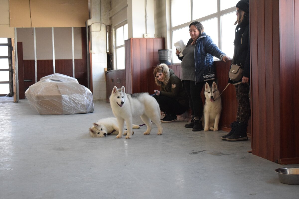 жизнь с 10ю хаски