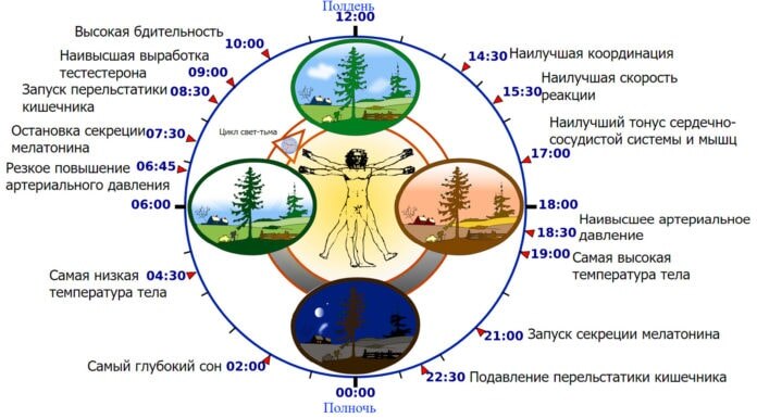 Циркадные ритмы 
