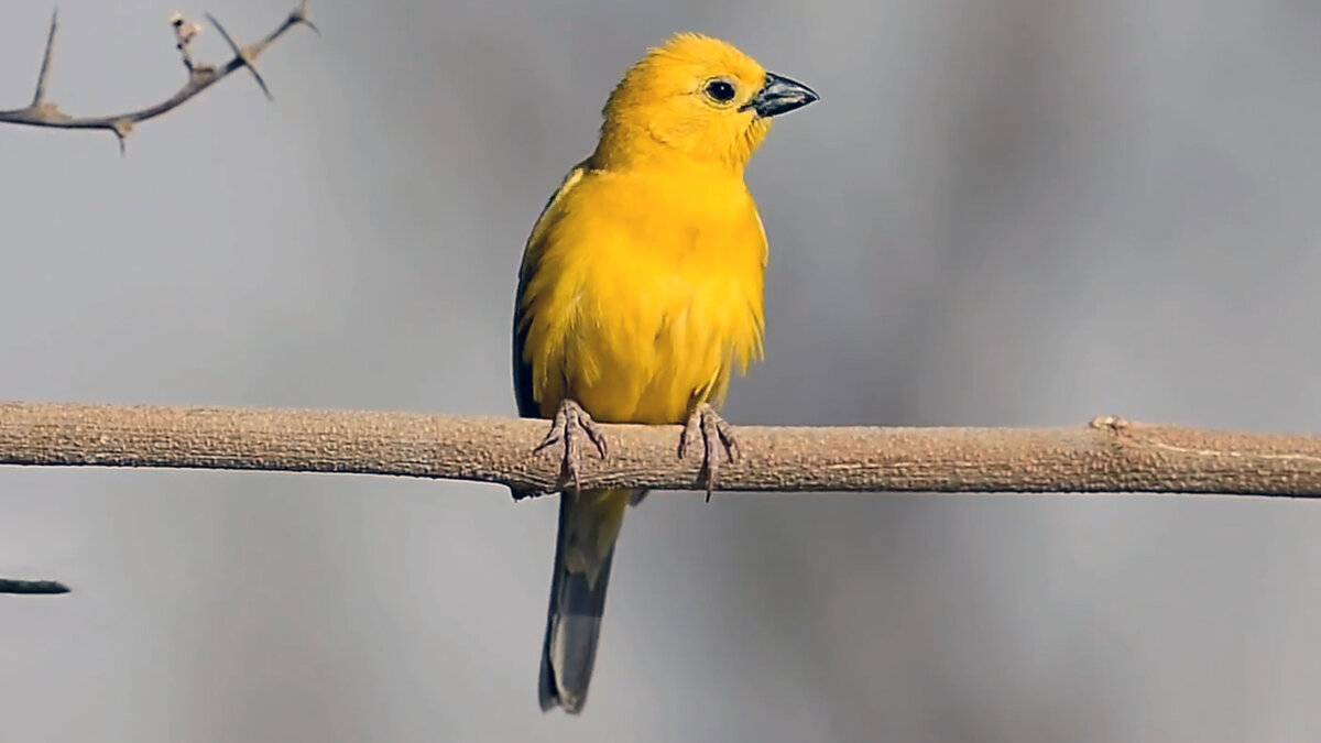 Желтый воробей. Японский желтый Воробей. Yellow Sparrow narrow. Эта птица не миллионы а птица МОМО.