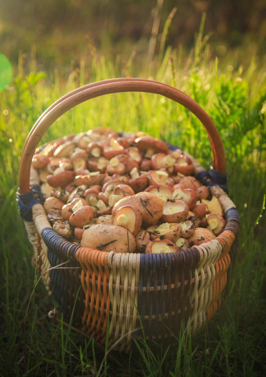 Весенние трофеи (фото пользователя Kashtan)