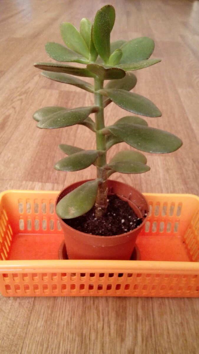 денежное дерево не ветвится