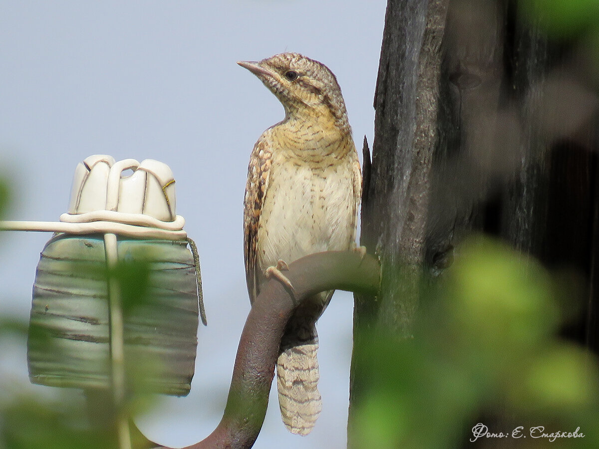 Вертишейка