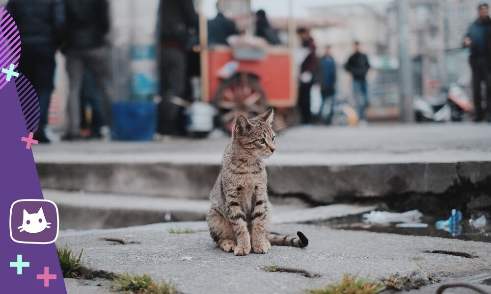 Взяли кошку с улицы: что дальше?