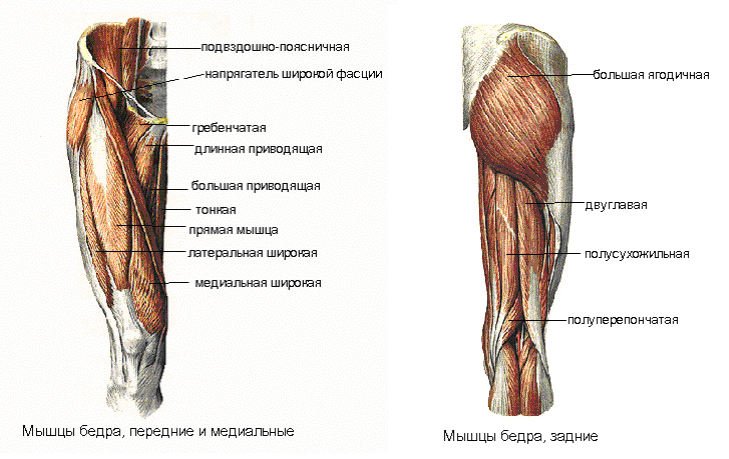 Передняя бедренная. Мышцы нижней конечности передняя группа анатомия. Задняя группа мышц бедра анатомия. Мышцы бедра передняя задняя медиальная группа. Мышцы нижней конечности четырехглавая.