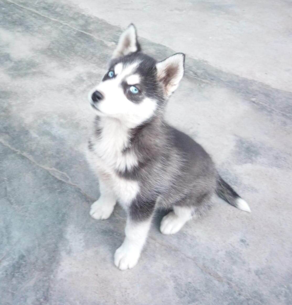 А это мой хасенок Альфа.