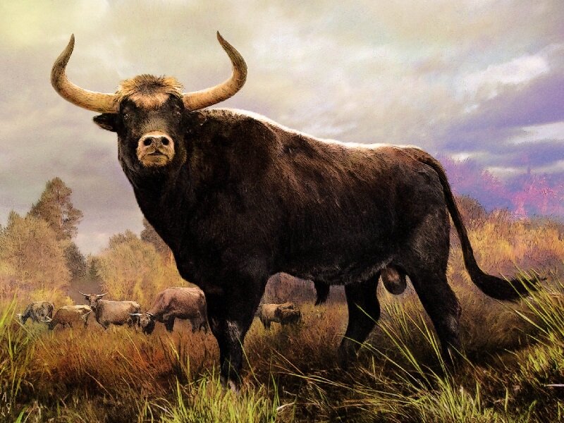 Туры достигали 170-180 см и могли весить до 800 кг