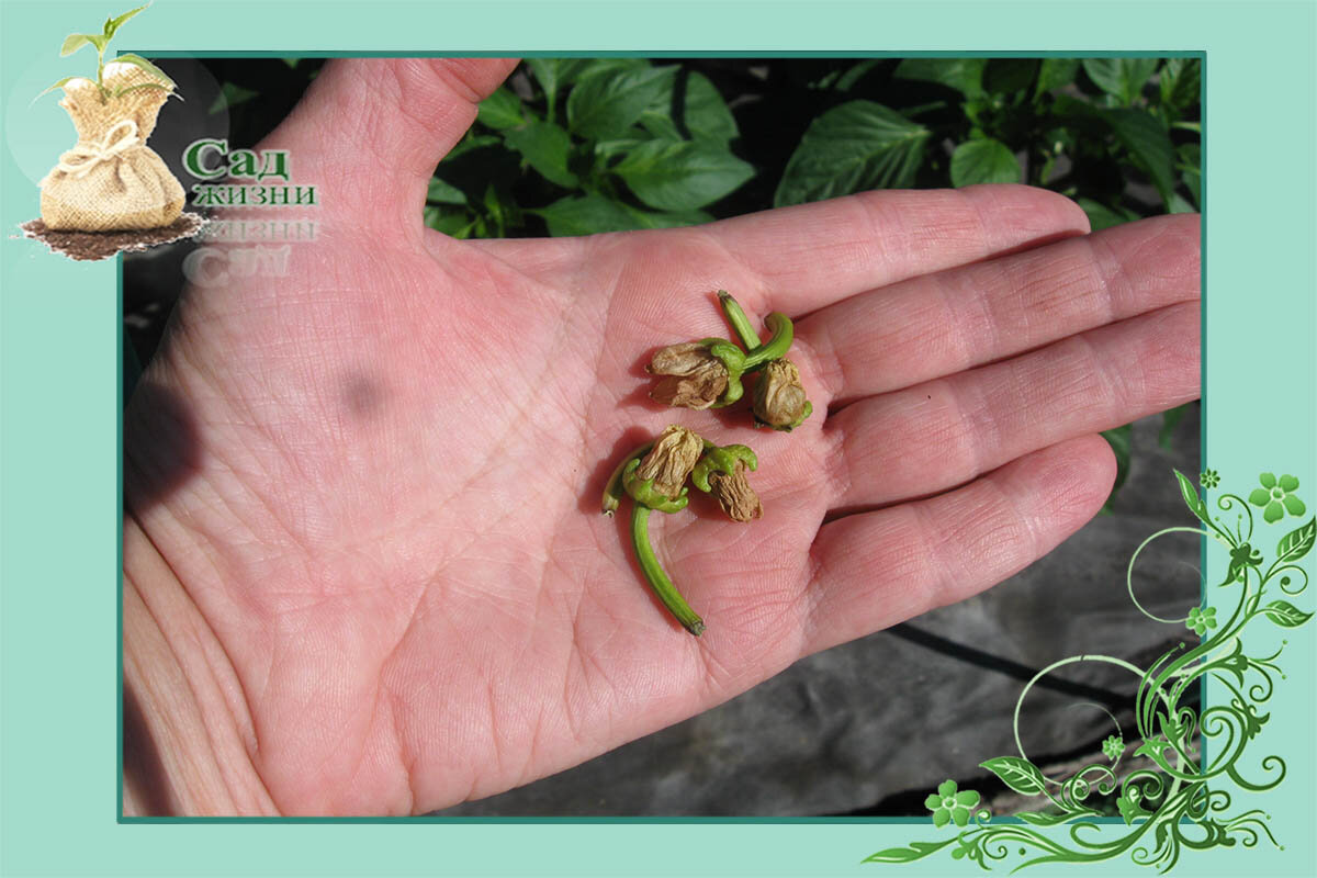 На перце опадают завязи и цветки