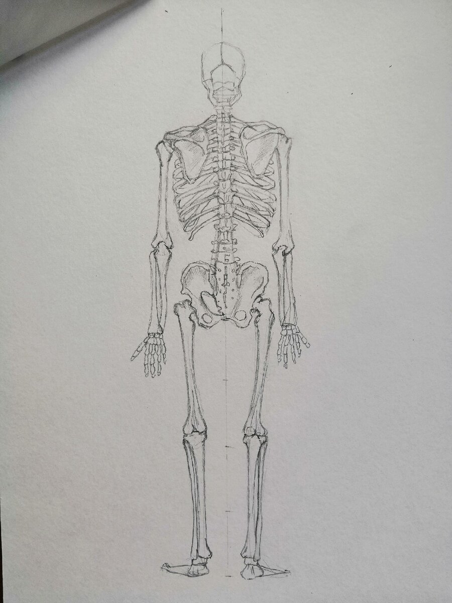 Изображения по запросу Анатомия человека рисунок