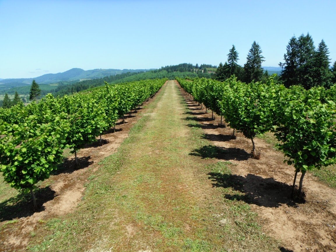 Ореховые сады. Фото из открытых источников.