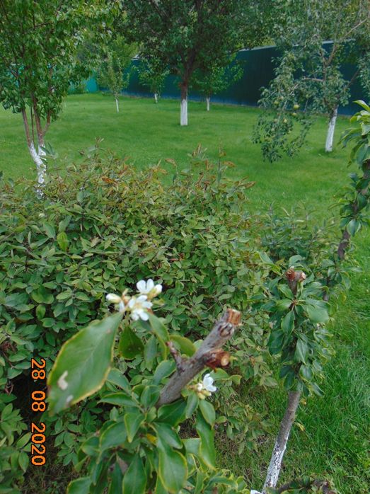 Фото с участка соседа