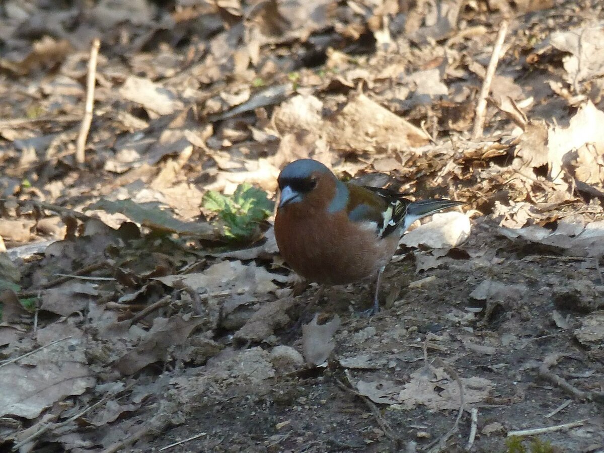 Самец зяблика становится более ярким в момент брачного сезона
Фото автора
