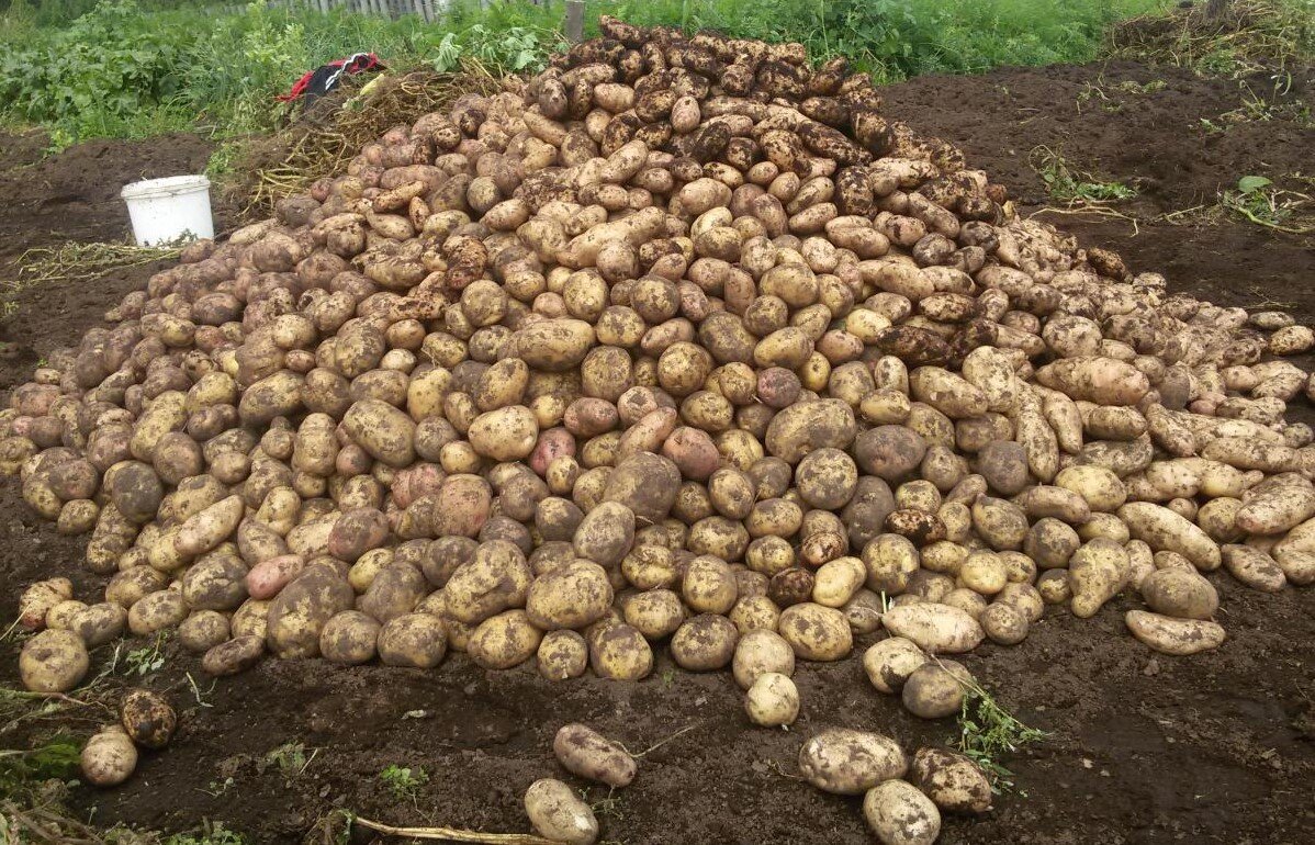 Куча картошки. Много картошки. Картофель в огороде. Куча картошки на огороде. Картошка много на огороде.