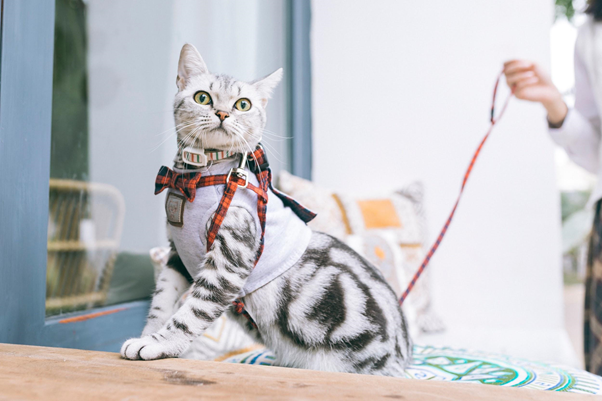 Понос у котов и кошек: как понять причины диареи и чем лечить