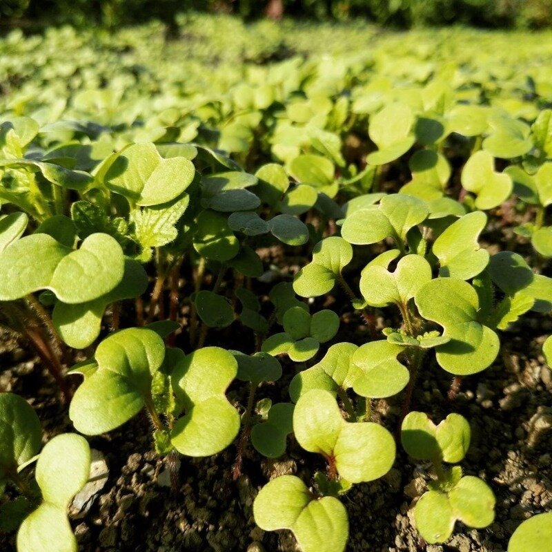 Фото https://www.instagram.com/p/CFsPL1Unl0s/