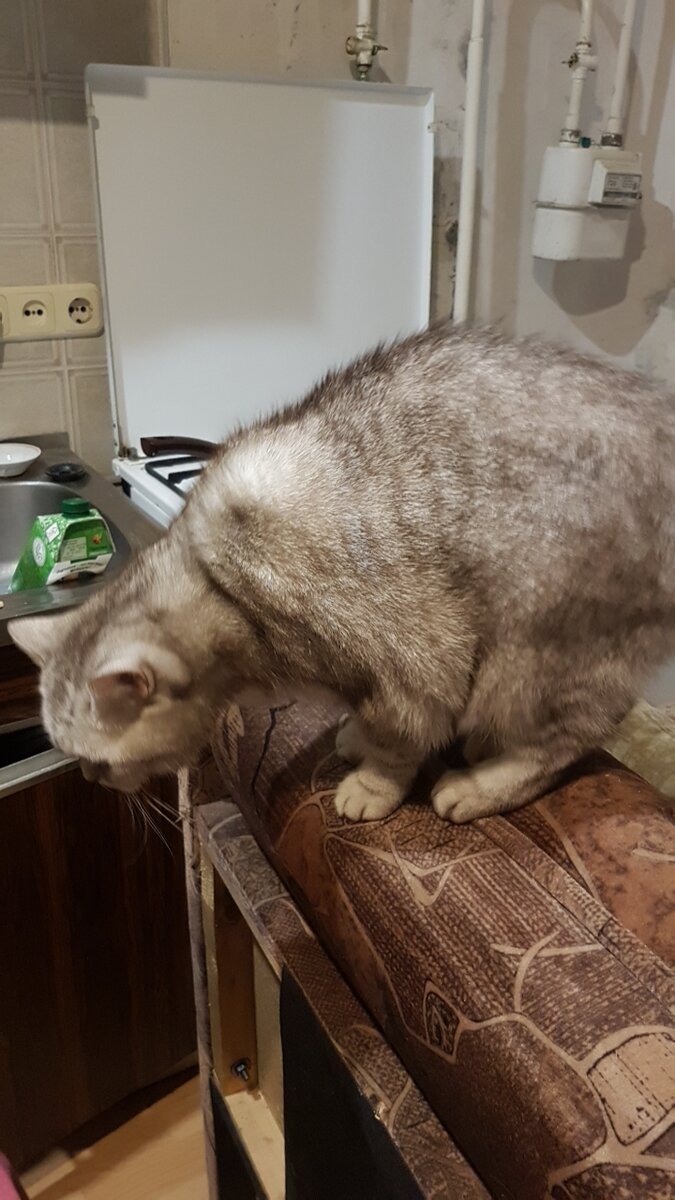 И люди, и кошки ищут выход из неприятной ситуации