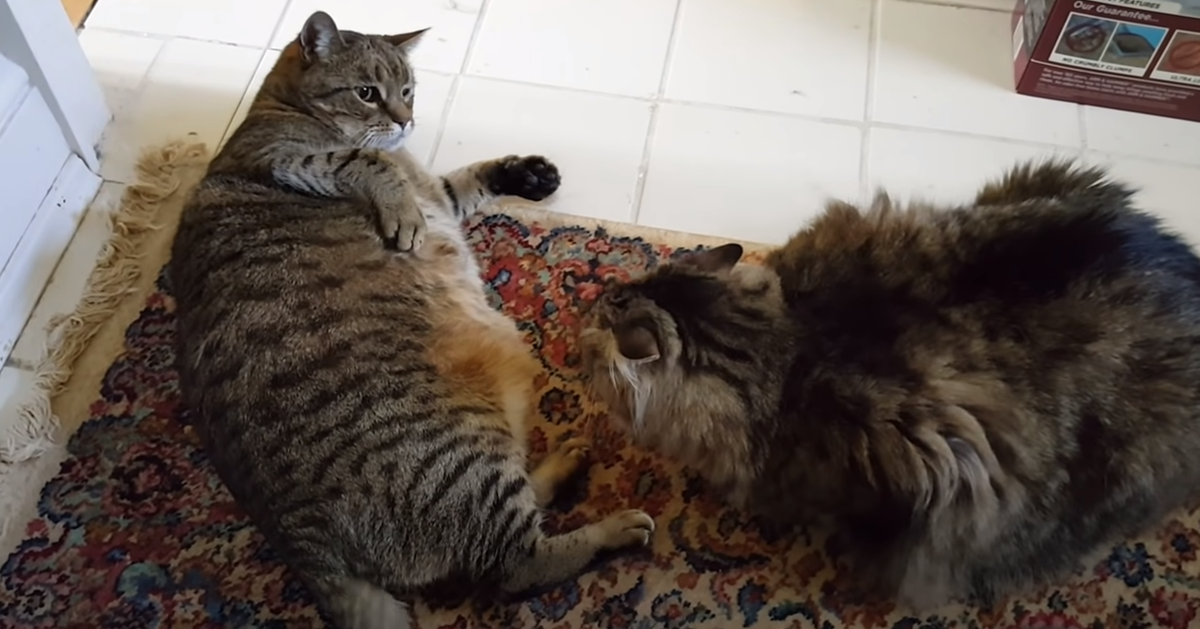 Бой двух сверхкотов! 