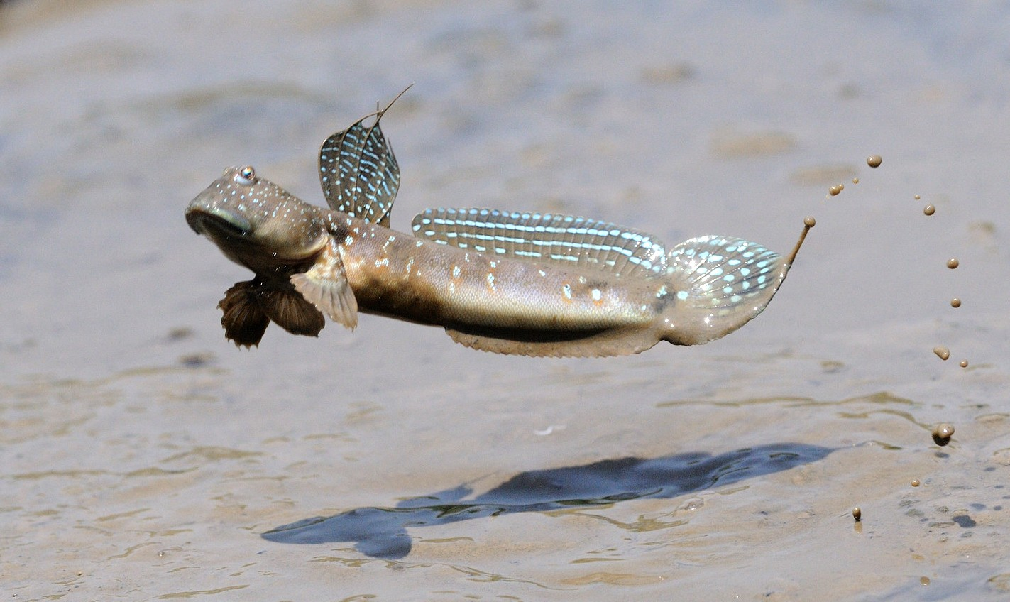 Илистый прыгун рыба в индийском океане. Рыбка илистый прыгун. Анабас (илистый прыгун). Илистый прыгун Барбарус.