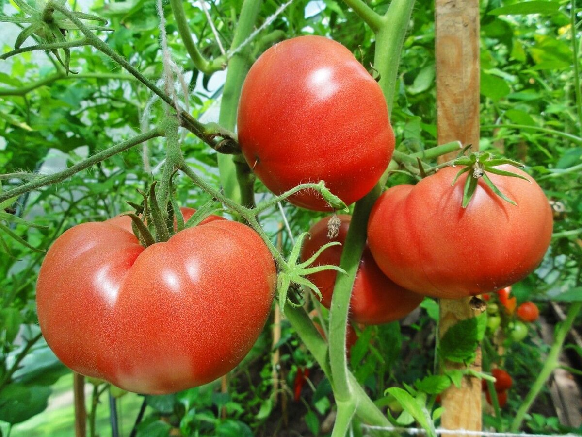 фото помидора примадонна