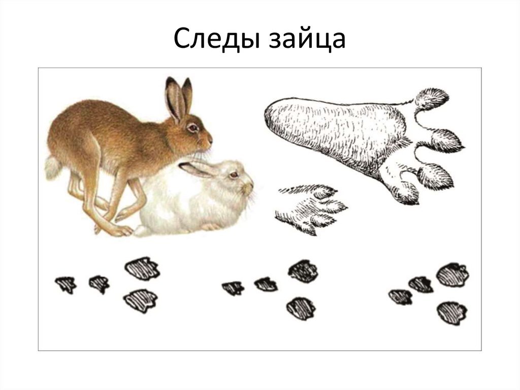 Следы зайца.