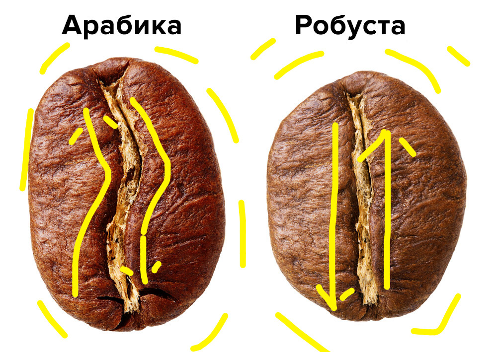 Их легко отличить невооруженным глазом. Достаточно лишь посмотреть на линии в сердцевине зерна.
