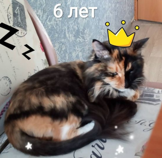 День рождения нашей кошки Кислы