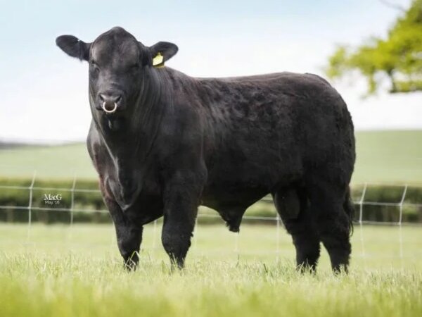 Абердин-ангус