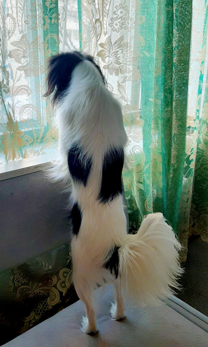 Мия в ожидание...