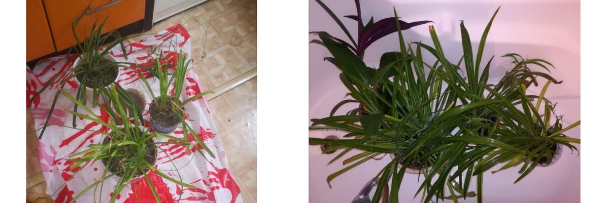 Немного заботы и происходит магия