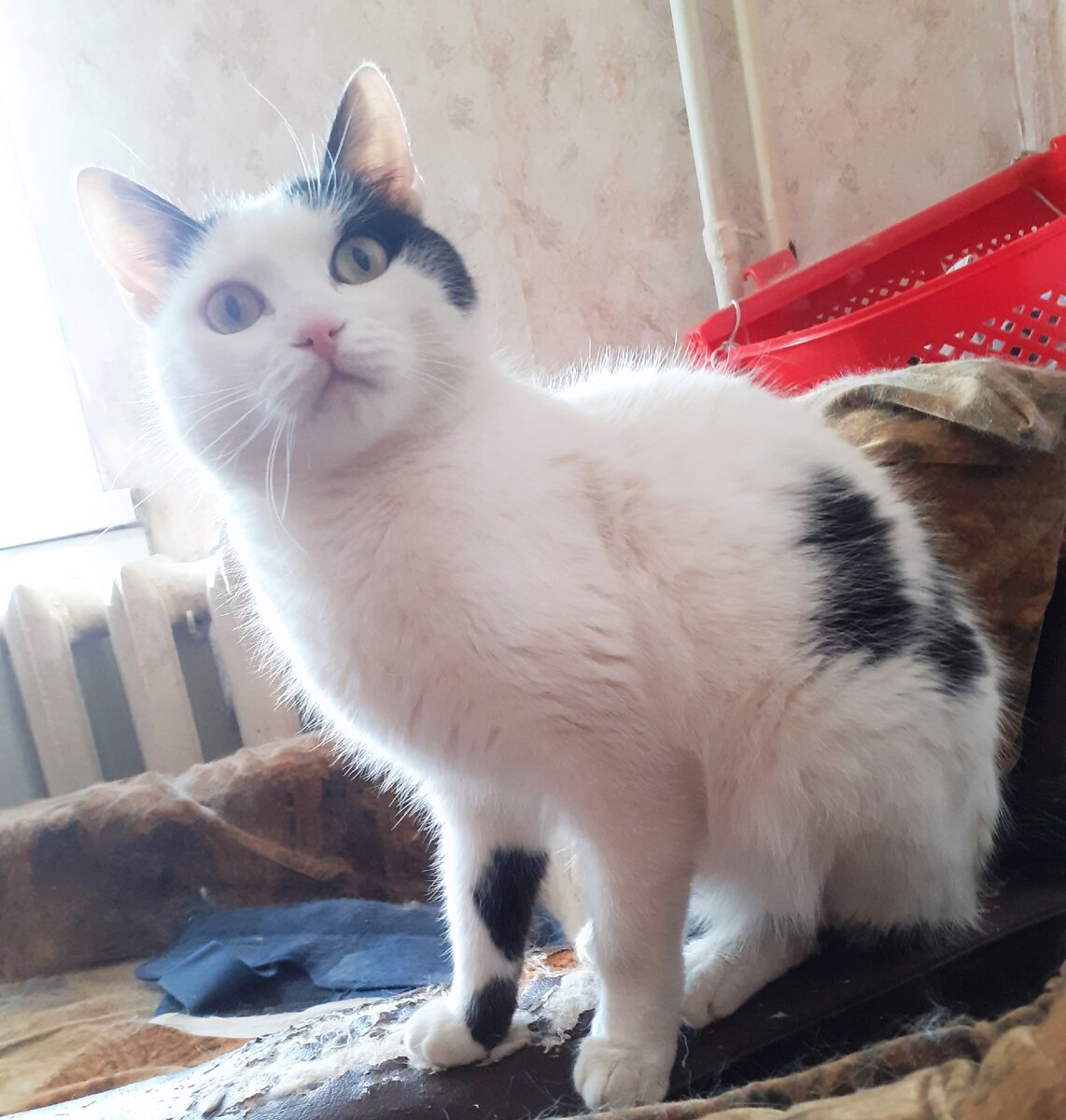 Синги в кресле помрежки. Сурова, но справедлива)