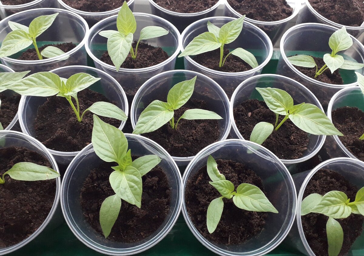 Сладкий перец, сорт Рамиро. Фото автора