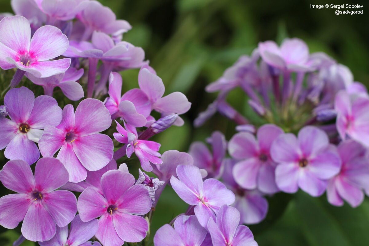 Флокс малина ранняя. Флокс Younique Mauve. Флокс Юник маув. Флокс Юник Олд Пинк. Флокс метельчатый Юник Олд Пинк.