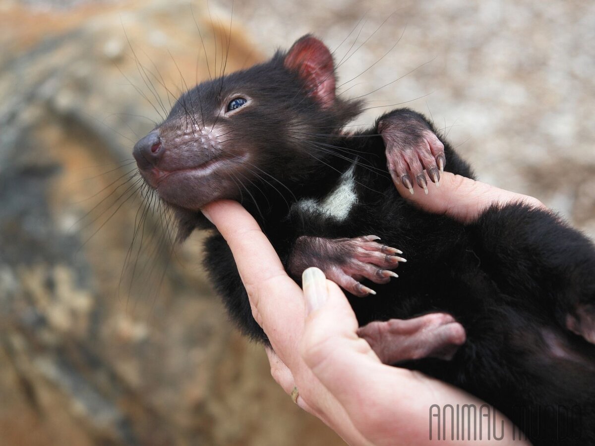 15 самых необычных и уникальных животных Австралии | ANIMAL MUNDO | Дзен