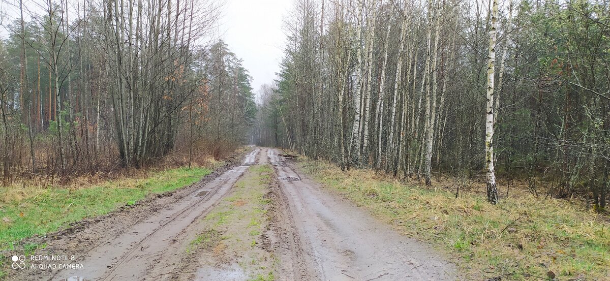 Въезжаем в лес!