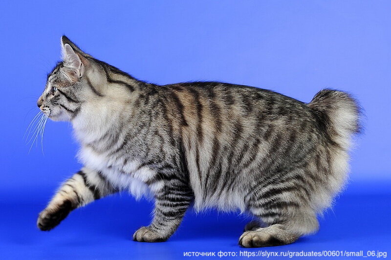 Курильский бобтейл ДШ