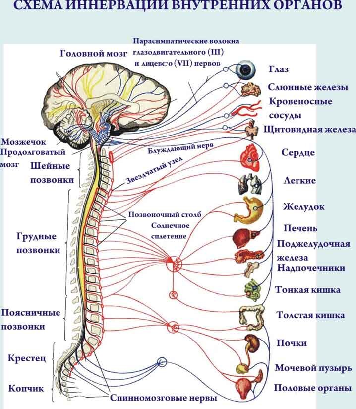 Позвоночник с нервами картинки